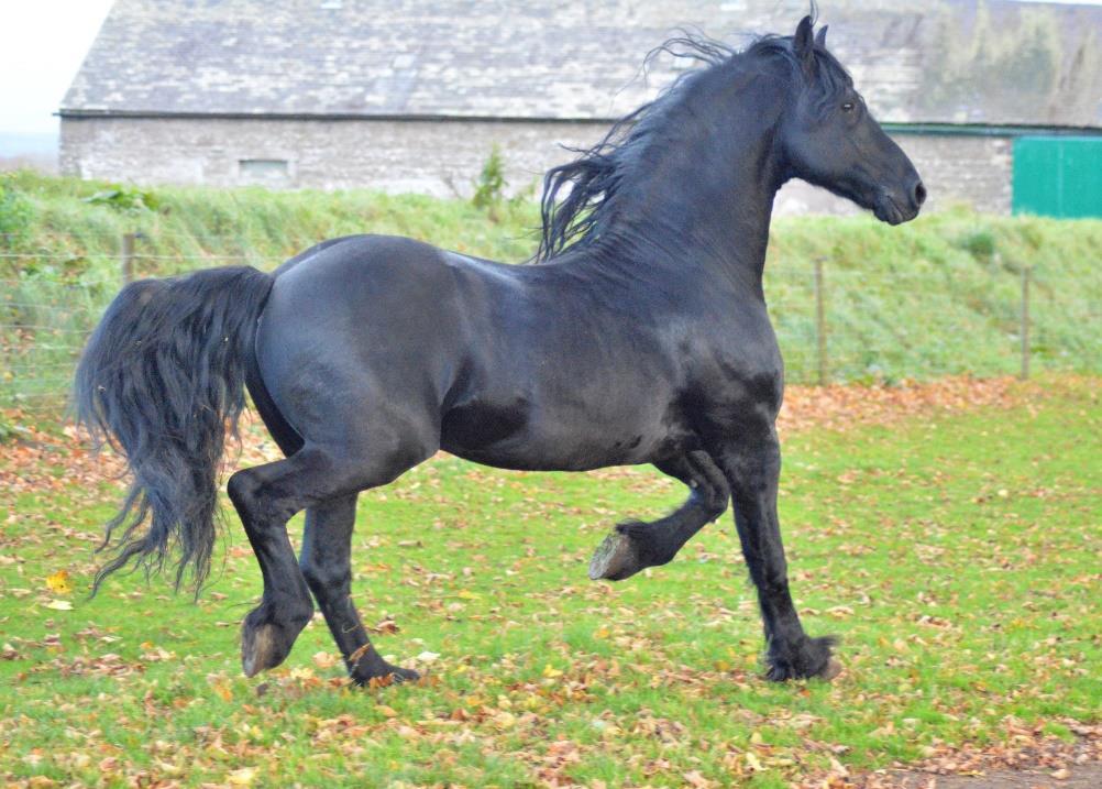 Class 2 - Best of British, open to all ages and any sex of purebred Friesian (passports may be required for verification of birth place) Class 3 In hand geldings and stallions