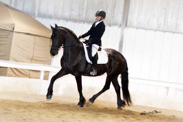 Dressage Suitability Horses potential as a Dressage mount is to be considered.