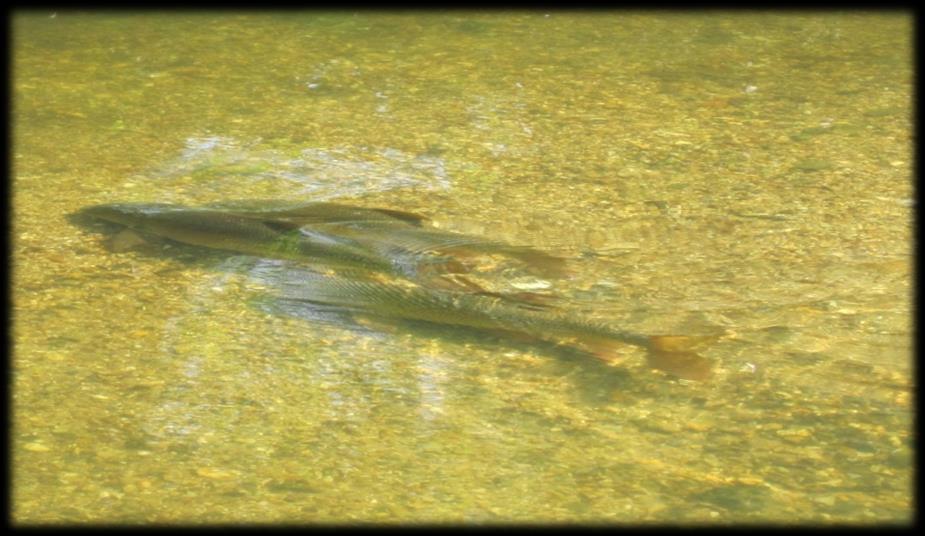 Stocked barbel are not surviving to reproduce, but do make up angler