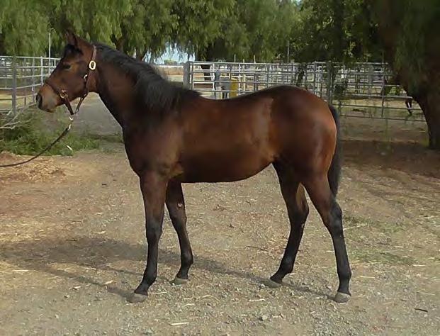 Dun Gone Gangster 2015 Bay Filly Male Line: Sire: DUN WALLA WALLA (see reference sire) Female Line: Dam: ISABELLA GANGSTER by GANGSTER CHIC earner of $8,476: 7 th, NRCHA Futurity Non-Pro; 4 th, NRCHA
