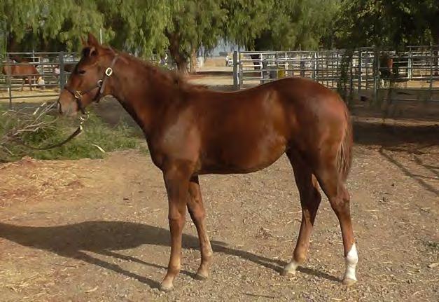 UC Dun Sailed Away 2015 Chestnut Filly Male Line: Sire: DUN WALLA WALLA (see reference sire) Female Line: Dam: SAILING BADGER by SAILING SMART.
