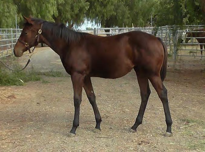 2015 All Dueced Up (registration pending) 2015 Bay Filly Male Line: Sire: SINGLETARY (see reference sire) Female Line: Dam: ALL DUECED UP by JACKS ARE LUCKY TOO (LTE $37,000; AQHA World Champion