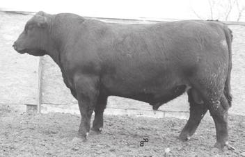 23 $32.36 30 5 One of the thickest bulls. Heaviest calf at weaning per inch of height. Dam had 100% AI record.