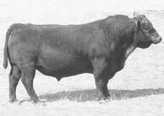 32 2% 2% 2% Terrible picture but great bull!! 10 sons sell! JAD Michael M913 Birth Date: 05/29/2002 Reg. No: 14521019 D H D TRAVELER 6807 O C C EMBLAZON 854E AAA #+12514348 82 576 1022 4.