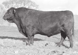48 10% Michael has done us a lot of good, growth, FERTILITY, and superb females. Pictured here at age 8. 4 sons sell! WT Beaver Creek 118 Birth Date: 04/06/2011 Reg.