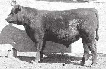 00 OCC PAXTON 730P OCC GREAT PLAINS 943G COLEMAN CHARLO 0256 WT 627 BOHI ABIGALE 6014 Dam INGALLS 330 Highest WW in yearlings.