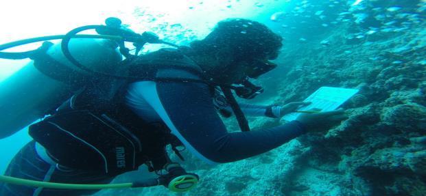 Dive or snorkel with local conservationists and actively contribute to our conservation effort in Villimale.