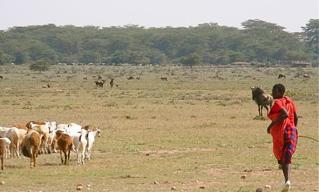Maasai and Wildlife