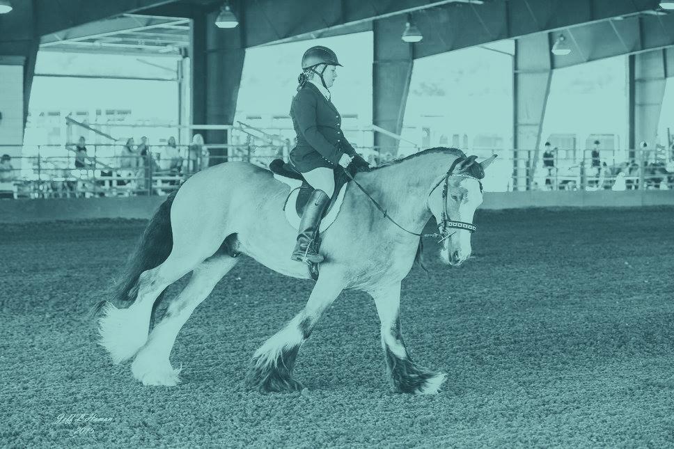 Alabama 4-H State Horse Show Awards 1. To be eligible for horse/rider high point award, contestants must compete in one or more education events/contests, i.e., classes 1 to 29, Except Classes 5 & 6 (County Quiz Bowl Team).