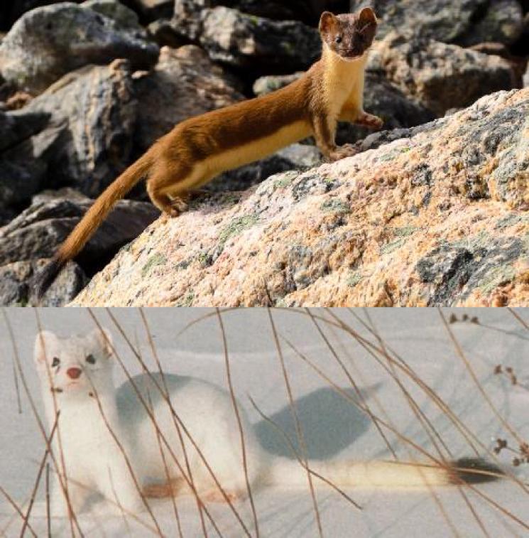 Long-tailed Weasel Mustela frenata Other common names None Introduction Like its cousin the short-tailed weasel, the long-tailed weasel develops a white coat in winter to aid with