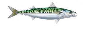 Northeast Atlantic Mackerel, Handlines Northeast Atlantic Mackerel, Handlines Content last updated 3rd Apr 2017 Stock: Mackerel (Scomber scombrus) in subareas 1 7 and 14, and in divisions 8.a e and 9.