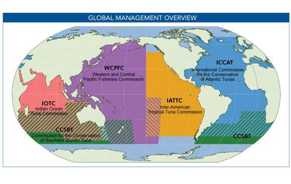Tuna RFMOs (Regional Fisheries Management Organizations) RFMO: International body made up of countries that share a practical and/or financial interest in managing and conserving fish stocks in a