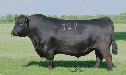 10ANGUS 014AN00376 TC EZ MONEY 029 Owned by: TC Ranch, NE High Point Genetics, IA Accelerated Genetics, WI S A V FINAL ANSWER 0035 CONNEALY RIGHT ANSWER 746 HAPPY DELL OF CONANGA 262K C F BLUEGRASS