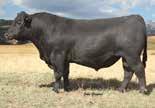 5 cm Owned by: Sitz Angus, MT Gartner-Denowh Angus Ranch, MT Arntzen Angus Ranch, MT Harrison Land & Livestock, MT Son: Sitz Angus, MT CONNEALY ONWARD Dash is one of the breed s most popular sires.