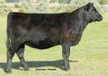 14ANGUS 014AN00383 014AN00379 Owned by: KG Ranch, MT Accelerated Genetics, WI S A V FINAL ANSWER 0035 CONNEALY ANSWER 71 EURO REEKA OF CONANGA 3539 WULFFS EXT 6106 BUNNY OF CONANGA 746 2388 BECKAH OF