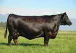 0 cm Owned by: Buford Ranches, OK Marshall & Fenner Farms, MO Daughter: Double R Bar Farms, IN SITZ TRAVELER 8180 S A V 8180 TRAVELER 004 BOYD FOREVER LADY 8003K C F MISS S S A F 598 BANDO 5175 A V