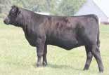 16ANGUS 014AN00257 Owned by: Sinclair Cattle Co.