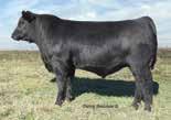 0 cm Owned by: Mogck & Sons Angus, SD Hoover Angus Farm, IA K D S Angus, IA Accelerated Genetics, WI Daughter: Cottonwood Farms, MN MYTTY IN FOCUS MOGCK SURE SHOT MOGCK BLACK LASS 2065 K C F BENNETT