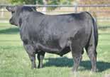 35 % 1 2 35 15 10 20 10 1 3 15 20 30 15 014AN00415 Owned by: Hart Farms, SD Accelerated Genetics, WI MYTTY IN FOCUS CONNEALY IN FOCUS 4925 BLACK CANA OF CONANGA 206 BOYD NEW DAY 8005 BLACK CELLY OF