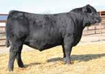 22ANGUS 014AN00355 Owned by: Schaff Angus Valley, ND Little Goose Ranch, WY R R RITO 707 RITO 707 OF IDEAL 3407 7075 IDEAL 3407 OF 1418 076 PAPA EQUATOR 2928 BR POLLY 8077-472 VDAR POLLY 8077 S A V