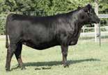 0 cm Owned by: Wheeler Mountain Ranch, MT Harrison Land & Livestock, MT Daughter: Jac s Ranch, AR HYLINE RIGHT TIME 338 LEACHMAN RIGHT TIME 338-5606 LEACHMAN ERICA 1201 W M R DATELINE 210 WMR