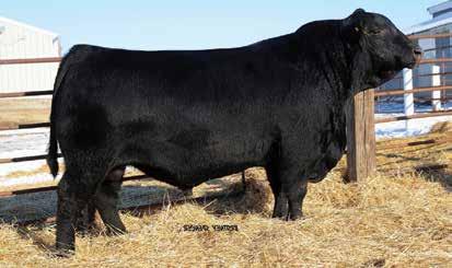Timeless is one of the most widely used sires in the breed. Timeless sons topped bull sales across the country this spring.
