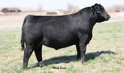 26ANGUS 014AN00394 RIVERBEND NONE BETTER Y095 Owned by: Riverbend Ranch, ID Montana Ranch LLC, MT Lisonbee Angus Ranch, UT None Better was the Lot 1 and high CONNEALY CONSENSUS selling bull at the