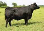 S S OBJECTIVE T510 0T26 CCC BLACKBIRD 9101 He is an elite young sire for growth and carcass merit.
