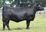0 cm Owned by: Poss Angus, NE McConnell Angus Farm, VA Accelerated Genetics, WI Daughter: Evans Farms, TX Total Impact offers outcross genetics to BON VIEW NEW DESIGN 208 most high $B lines.