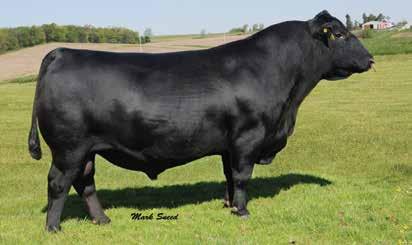 28ANGUS 014AN00365 AG ID # Owned by: Musgrave Angus, IL Cardinal Cattle Co.
