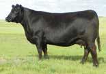 41 99 % 5 2 25 30 15 1 30 20 2 014AN00271 S A V 004 PREDOMINANT 4438 Owned by: Schaff Angus Valley, ND Champion Hill, OH Peak Dot Ranch, CAN Accelerated Genetics, WI Daughter: Peak Dot Ranch, CAN