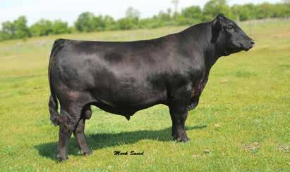30ANGUS 014AN00401 Owned by: Lockhart Angus, IL Highland Farms, OH EXT RS FIRST RATE S902 R3 DAMERON FIRST CLASS DAMERON NORTHERN MISS 3114 P V F NEW HORIZON 001 SCC ECHO DELL NELLIE 6005 CHAMPION