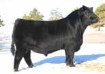 His dam was the Grand Champion Female at the 2007 National Junior Angus Show, North American International Livestock Exposition and American Royal.