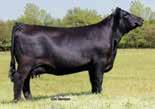 Dam: Dameron Northern Miss 0109 Owned by: Double Diamond Angus, IL Dameron Angus Farm, IL Northern Light Associates, IL S A V BISMARCK 5682 S A V BRILLIANCE 8077 S A V BLACKCAP MAY 5270 EXG RS FIRST