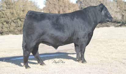 32ANGUS 014AN00414 Owned by: Sitz Angus, MT Carter Cattle Co.