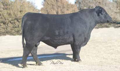 the 2013 Sitz Angus Bull Sale. He combines the calving ease genetics of Thunder with the performance of Upward. Out of a first calf heifer, he excelled at every stage.