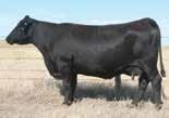 Lightning offers MARB and REA EPDs in the top 25% and a $Beef value in the top 5%. Lightning offers an outcross pedigree to Final Answer, In Focus and New Design.