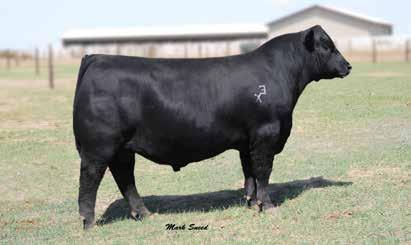 OF 2536 RITO 6I6 EXAR NEW DESIGN 4212 G A R NEW DESIGN 1200 Upfront combines the best of Upward with the exceptional Vintage Angus Ranch donor, 4212.