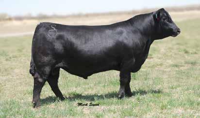 34ANGUS 014AN00417 Owned by: Bodner Angus, MT Accelerated Genetics, WI BA STERLING 2001 MYTTY IN FOCUS Sterling was the high selling bull at the 2013 A A R TEN X 7008 S A Rollin Rock & Bodner Angus
