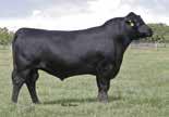 0 cm Owned by: Connealy Angus, NE Knoll Crest Farm, VA Accelerated Genetics, WI Son: 014AN00388 Benchmark G A R PRECISION 1680 G A R RETAIL PRODUCT G A R EXT 4927 S A F FOCUS OF E R BLACK CEAN OF