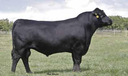 Sons were one of the high selling sire groups at the 2013 Connealy Angus Sale. Trustmark sires cattle with a world of performance and muscle shape.