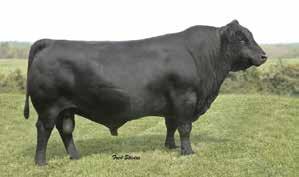 ANGUS 014AN00228 EXPECTED PROGENY DIFFERENCES AND $VALUES (INFO AS OF 12/20/2013 CED BW WW YW RADG YH SC DOC HP CEM MILK MW MH $EN DTRS/HERDS CWT MARB RE FAT C-PG/U-GRP U-PG/U-GRP $W $F $G $QG $YG $B