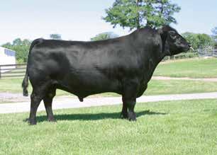 46.57.53.54 4 776 % 25 35 014AN00341 BT RIGHT TIME 24J Owned by: Beartooth Ranch, LLC, MT Andolina Angus Farm, NY Sinclair Cattle Co.