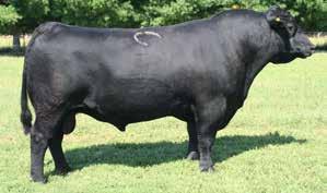 0 cm ANGUS Owned by: Vollmer Angus Ranch, ND Hilltop Angus Farm, SD Accelerated Genetics, WI EXPECTED PROGENY DIFFERENCES AND $VALUES (INFO AS OF 12/20/2013 CED BW WW YW RADG YH SC DOC HP CEM MILK MW