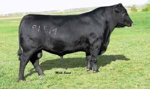 014AN00300 Owned by: Musgrave Angus, IL Sandpoint Cattle Company, NE EXPECTED PROGENY DIFFERENCES AND $VALUES (INFO AS OF 12/20/2013 CED BW WW YW RADG YH SC DOC HP CEM MILK MW MH $EN DTRS/HERDS CWT