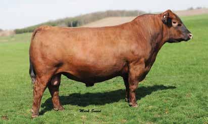 0 cm MA OS AM CA NH F F Owned by: Gill Red Angus, SD Daigger Red Angus, NE Accelerated Genetics, WI 014AR02062 Victory BECKTON JULIAN GG B571 HXC CONQUEST 4405P HXC ELLIE