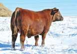 NE. An excellent calving ease prospect, he began with a 76 pound birth weight (96 ratio).