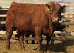38 5 % 30 25 20 25 10 30 25 20 014AR02064 RED SSS OLY 554T RAA REG#: 1411448 Son: Bieber Red Angus Ranch, SD & Jeffries Land and Cattle, OK Tattoo: SBB 554T Born:
