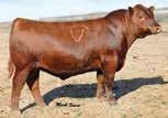 0 cm MA OS AM CA NH F F Owned by: Westphal Red Angus, MT Accelerated Genetics, WI Son: 5L Red Angus, MT MLK CRK CUB 722 RED CROWFOOT OLE S OSCAR RED CROWFOOT OMEGA