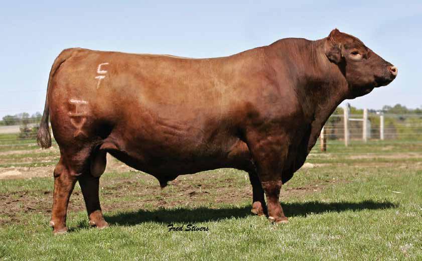 014AR02028 HXC CONQUEST 4405P RED ANGUS Owned by: Hueftle Cattle Co., NE KB Cattle Co.